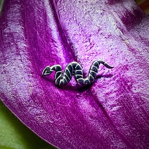 Serpiente de titanio grado implante de 1,2mm